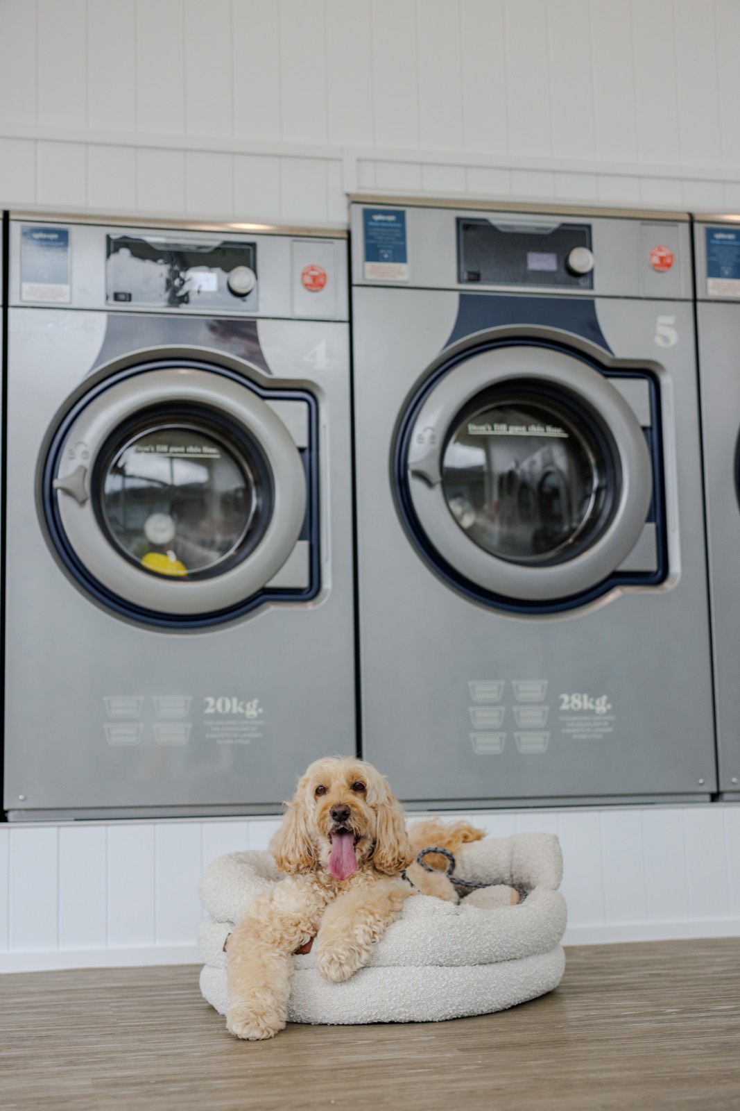 A dog relaxing in front of the machines