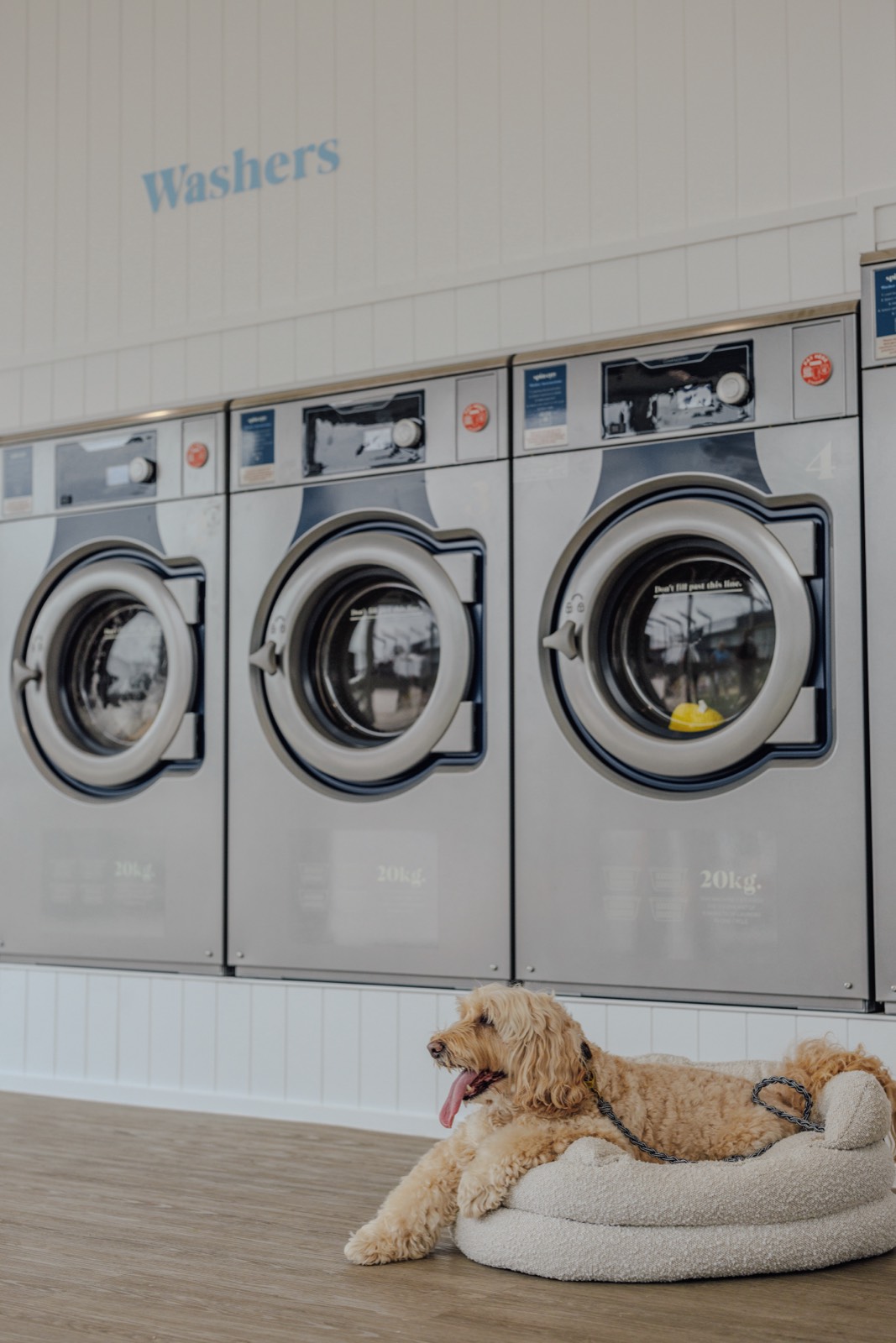 Spin City washers with a dog resting nearby
